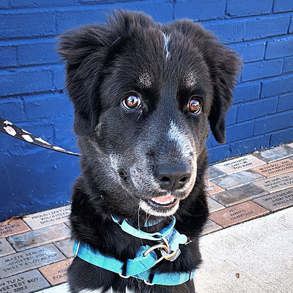 Spartanburg Local Adoption Day
