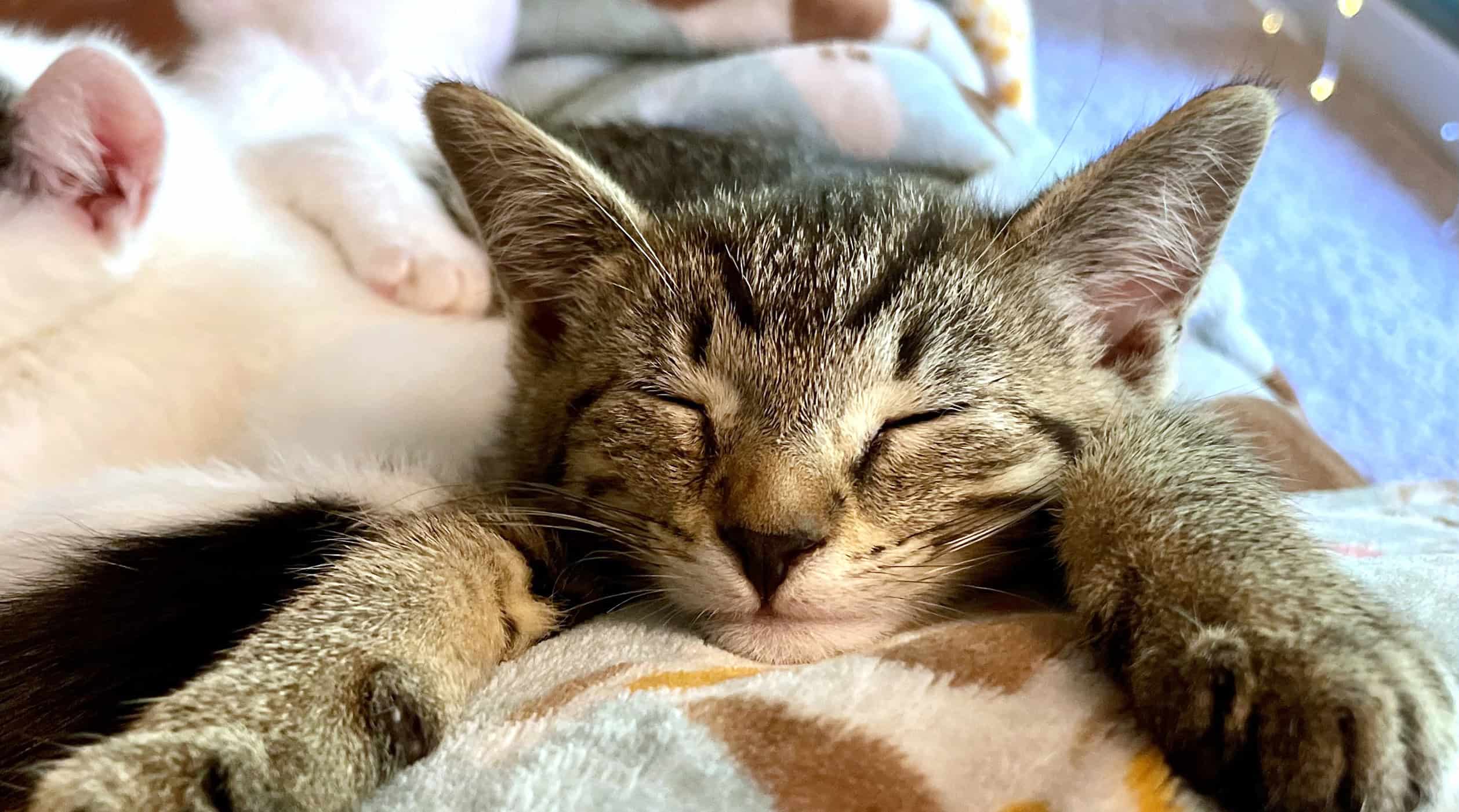 Foster a Cat