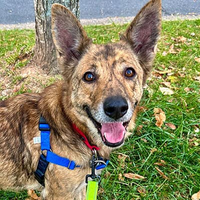 Chesnee Community Dog Adoption Event